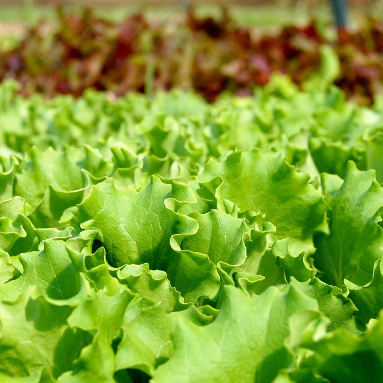 Sector perecederos | DSV